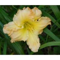 daylilies: SIENNA RUFFLES
