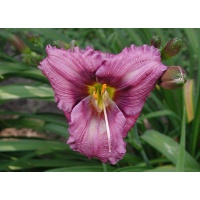 daylilies: SILOAM FINE ART