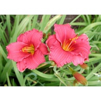daylilies: SILOAM RED TOY