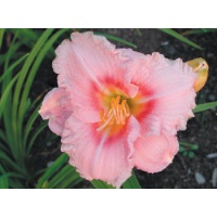 daylilies: SILOAM RIBBON CANDY