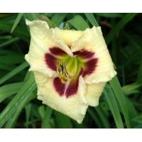 daylilies: SILOAM URY WINNIFORD