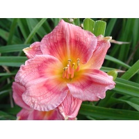 daylilies: SILOAM VALENTINE