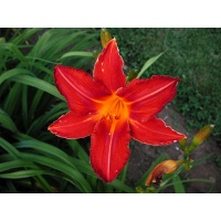 daylilies: SIMPLE TWIST (VT)