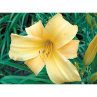 daylilies: SIMPLY DELIGHTFUL (VT)