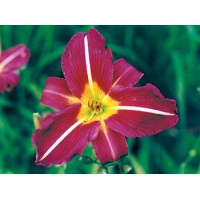 daylilies: BLACKBERRY PRESERVES (VT)