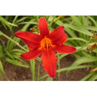 daylilies: SKIPPY
