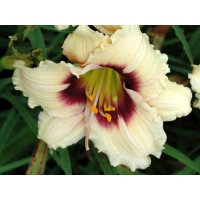 daylilies: SNOWY EYES