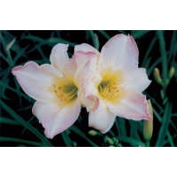 daylilies: BLANC ET VIOLET (VT)