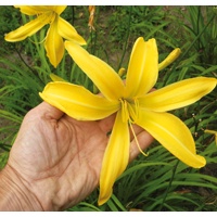 daylilies: SPIDER BREEDER