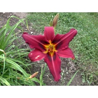 daylilies: BLAZING FIREFLY (VT)