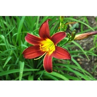 daylilies: SPRING PURPLE