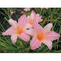 daylilies: SPUN SUGAR (VT)