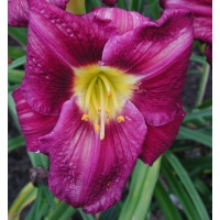 daylilies: STILL NIGHT