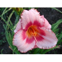 daylilies: STRAWBERRY CANDY