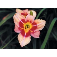 daylilies: STREAKER