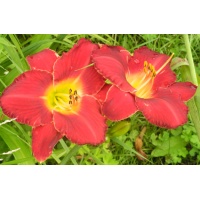daylilies: STUDY IN SCARLET