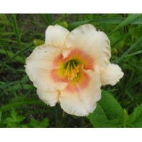 daylilies: SUMMER REPOSE