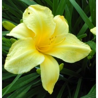daylilies: SUNNYBROOK FARM (VT)