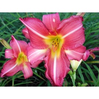 daylilies: SWEET CLOVER (VT)