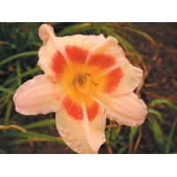 daylilies: SWEET HARMONY