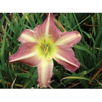 daylilies: SWIRLING STRIPE (VT)