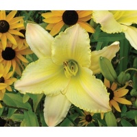 daylilies: TECHNY PEACE