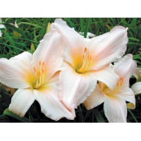 daylilies: TENDER LOVE