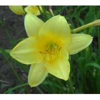 daylilies: THREE SEASONS