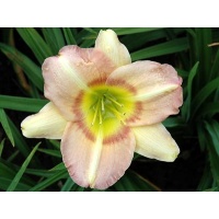 daylilies: TIARA OF PEARL (VT)