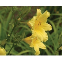 daylilies: TOY TRUMPETS