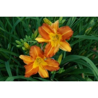 daylily blooms: SAFFRON SEASON (VT)