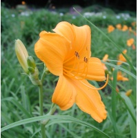 FLAT GOLD (VT)