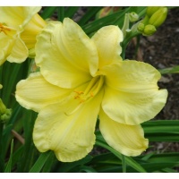 FLOWERS OF SULPHUR