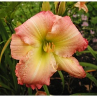 daylily