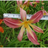 OLALLIE KAREN'S KINDLY LIGHT (UP-11-6-19)