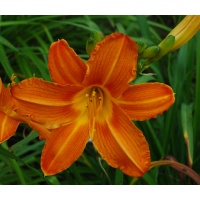LATE EMBERS (VT)
