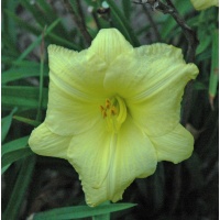 LITTLE LEMON ZIP