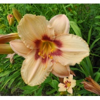 OLALLIE CAROL JEAN (3-6-25-2015)