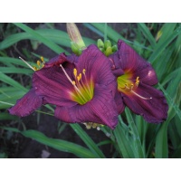 OLALLIE CLASSIC JOYFUL BEAUTY (37-11)