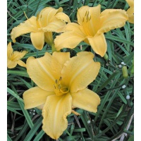 OLALLIE GOLD