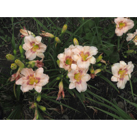 olallie-kurts-ophelia-23a-600px