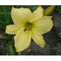 OLALLIE LIME