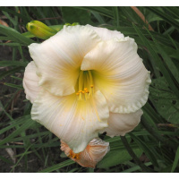 olallie-live-on-louie-23a-600px
