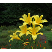 olallie-norma-jeanne-500px