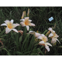 olallie-rosemary-burgess-23y-600px