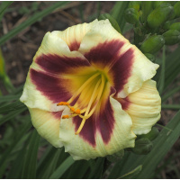 olallie-saras-delight-23a-600px