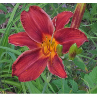 olallie-star-of-noelle