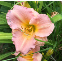 pink-bd-29