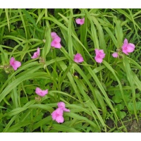 Field Pink Tradescantia