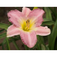 PRAIRIE PORCELAIN